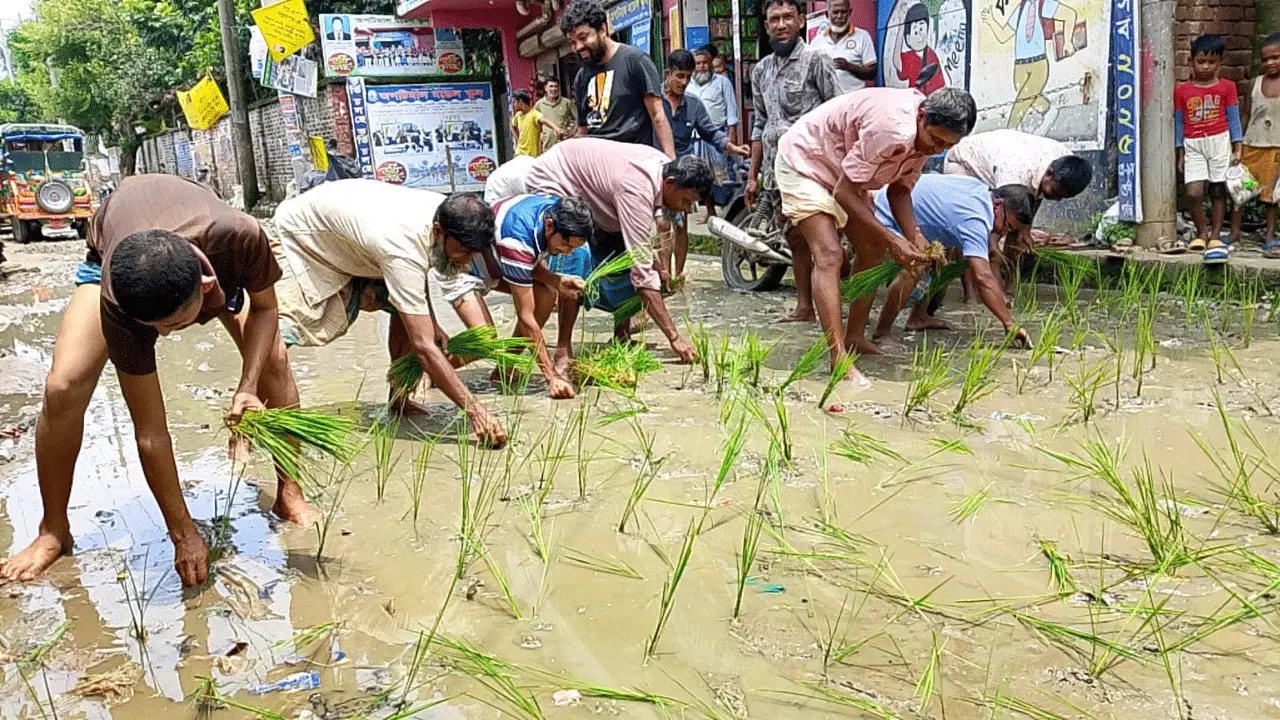 ঠিকাদার উধাও, বন্ধ সড়কে ধান লাগিয়ে এলাকাবাসীর প্রতিবাদ