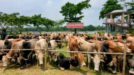 দোয়ারাবাজার সীমান্তে জব্দ করা ৯০টি গরু ‘গায়েব’ করায় মামলার নির্দেশ