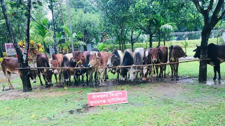 সুনামগঞ্জ সীমান্তে ২৩টি ভারতীয় গরু জব্দ