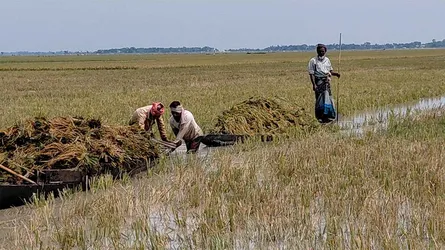 সুনামগঞ্জে পানির নিচে বোরো ধান, ৫০০ কোটি টাকার ক্ষতির শঙ্কা