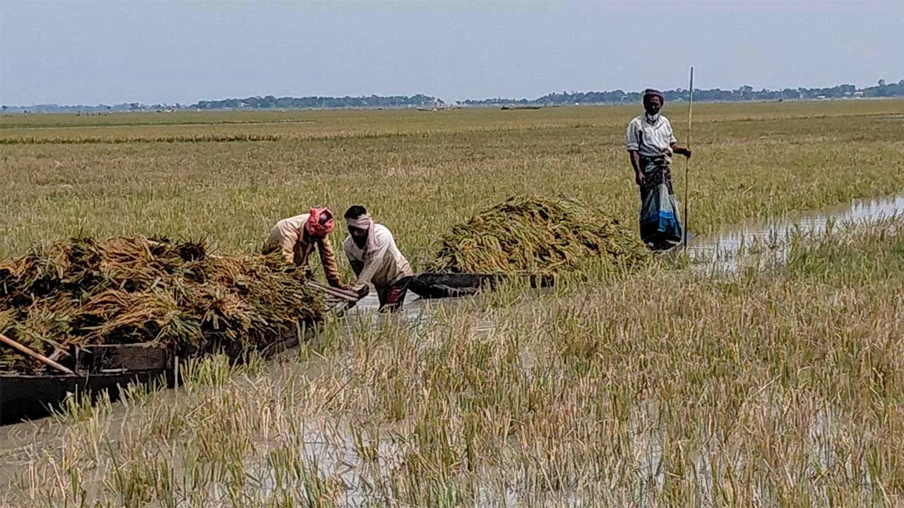 সুনামগঞ্জে পানির নিচে বোরো ধান, ৫০০ কোটি টাকার ক্ষতির শঙ্কা