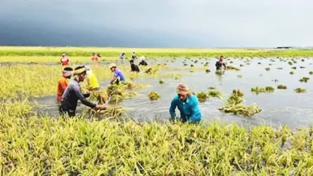 সুনামগঞ্জে কৃষি সহায়তায় স্বজনপ্রীতির অভিযোগ, বঞ্চিত ক্ষতিগ্রস্ত কৃষক