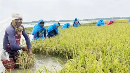 সুনামগঞ্জে পানির নিচে ধান, কৃষকের ২০০ কোটি টাকা ক্ষতি