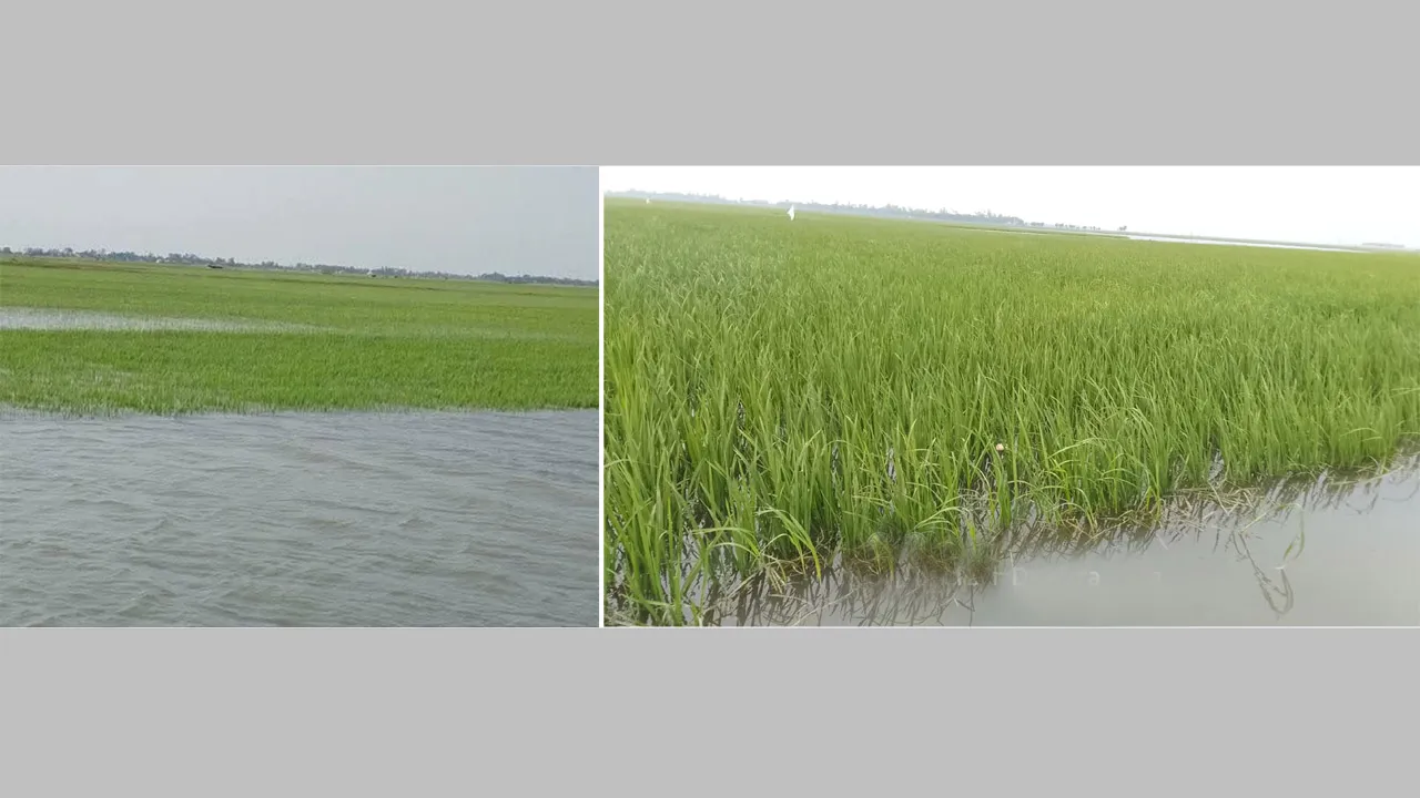 সুনামগঞ্জের হাওরে জলাবদ্ধতায় তলিয়ে যাচ্ছে নিচু জমির বোরো ধান