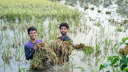 দোয়ারাবাজারে বোরো ধানের বাম্পার ফলন, ত্রিমুখী সঙ্কটে কৃষকরা