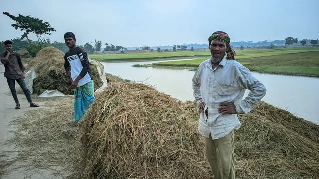 দোয়ারাবাজারে পোকার আক্রমণ ও শিলাবৃষ্টিতে বোরো ধানের ক্ষতি