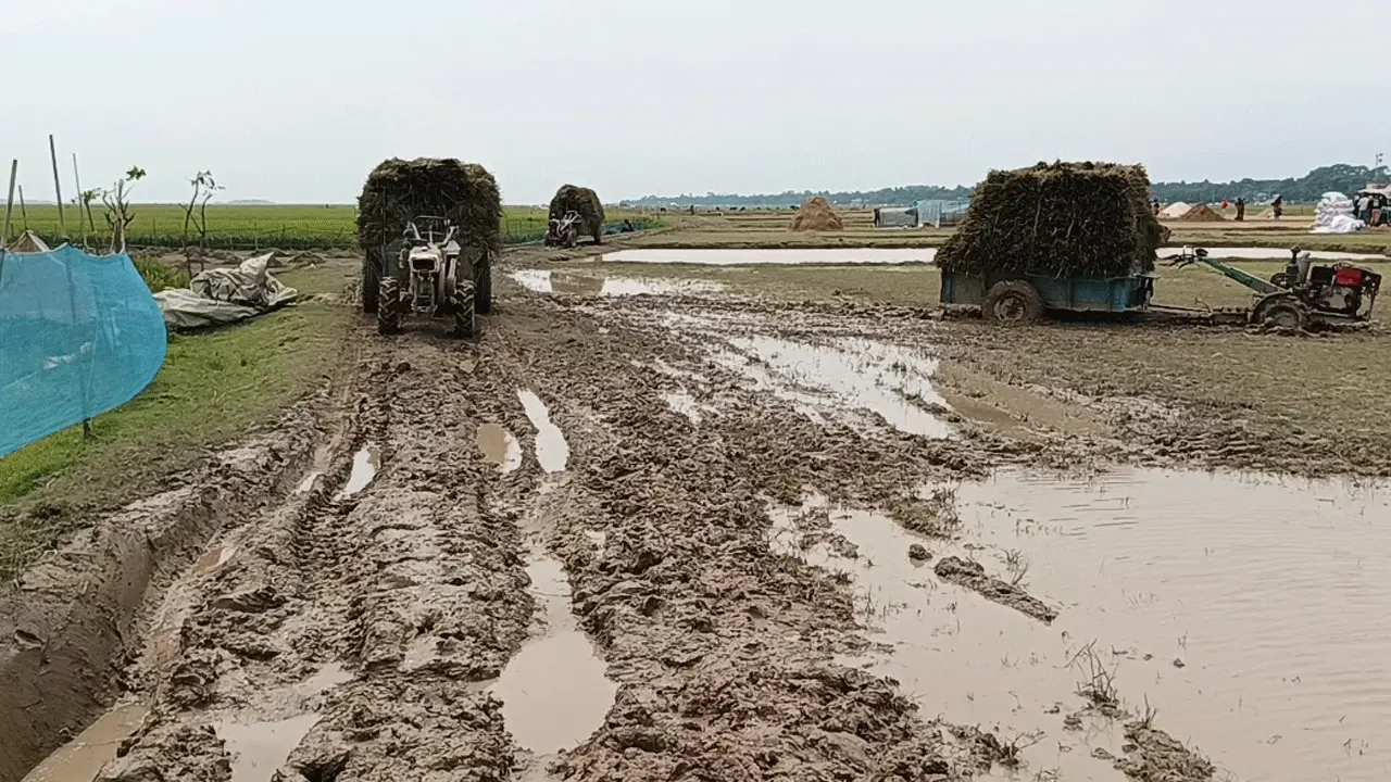 হাওর থেকে ধান আনার সড়কে দুর্ভোগ