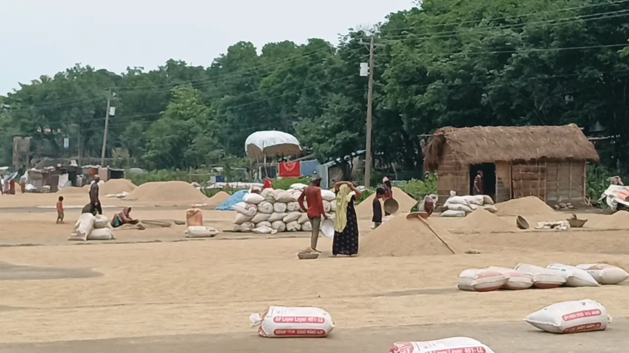 ধানের ন্যায মূল্য না পাওয়ায় হতাশ হাওরের কৃষকরা