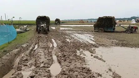 হাওর থেকে ধান আনার সড়কে দুর্ভোগ