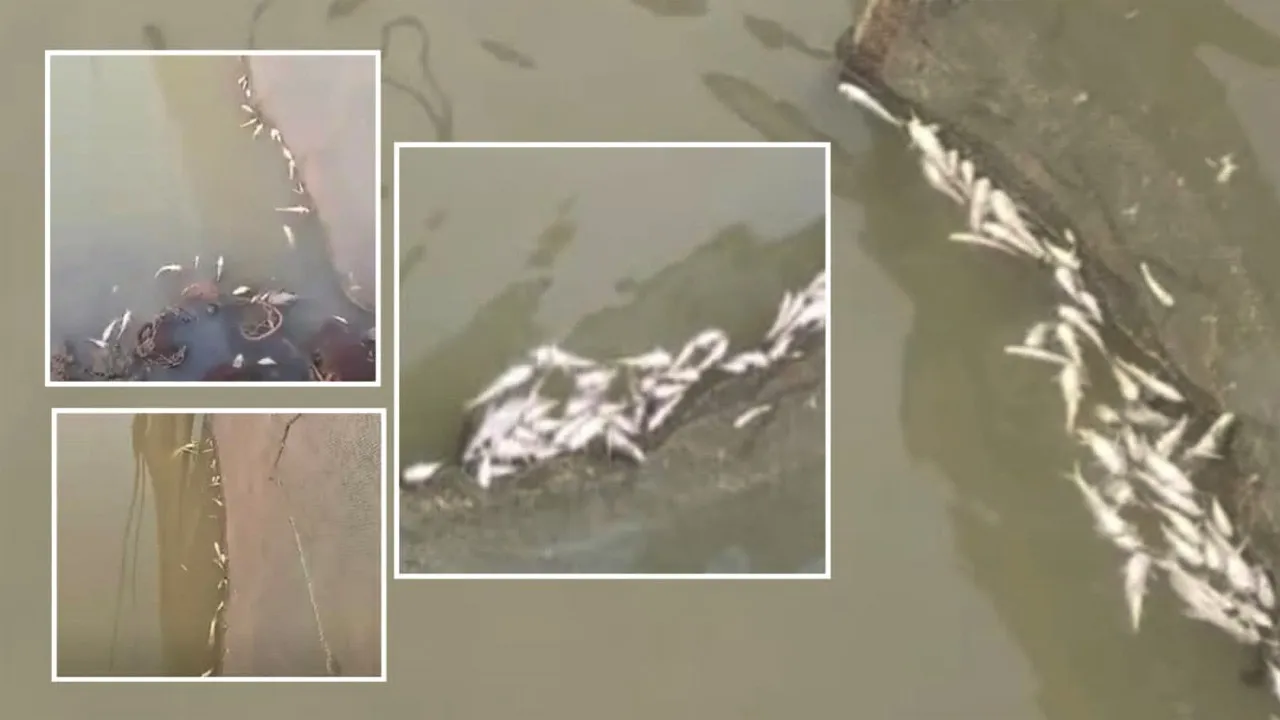 মধ্যনগরে ইজারাকৃত নদীতে বিষ প্রয়োগে মাছ নিধনের অভিযোগ