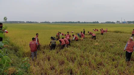জামালগঞ্জে কৃষাণীর পাকা ধান কেটে দিলো আনসার-ভিডিপির সদস্যরা