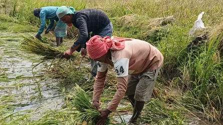 সুনামগঞ্জে দ্রুত ধান কাটতে পাউবো’র বিজ্ঞপ্তি