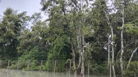 বঙ্গোপসাগরের জলোচ্ছ্বাসে সুন্দরবন ৬ ফুট উচ্চতায় প্লাবিত