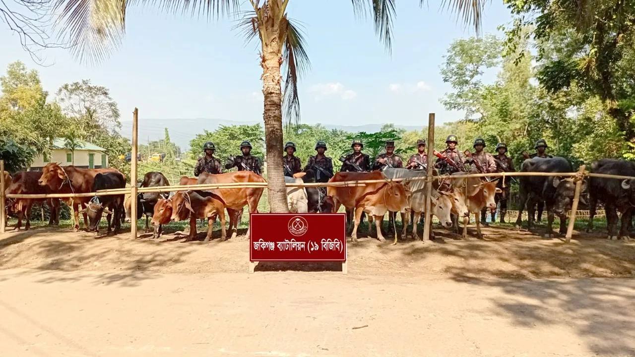 সিলেটে বিজিবির অভিযানে ভারতীয় গরু-মহিষসহ মালামাল আটক