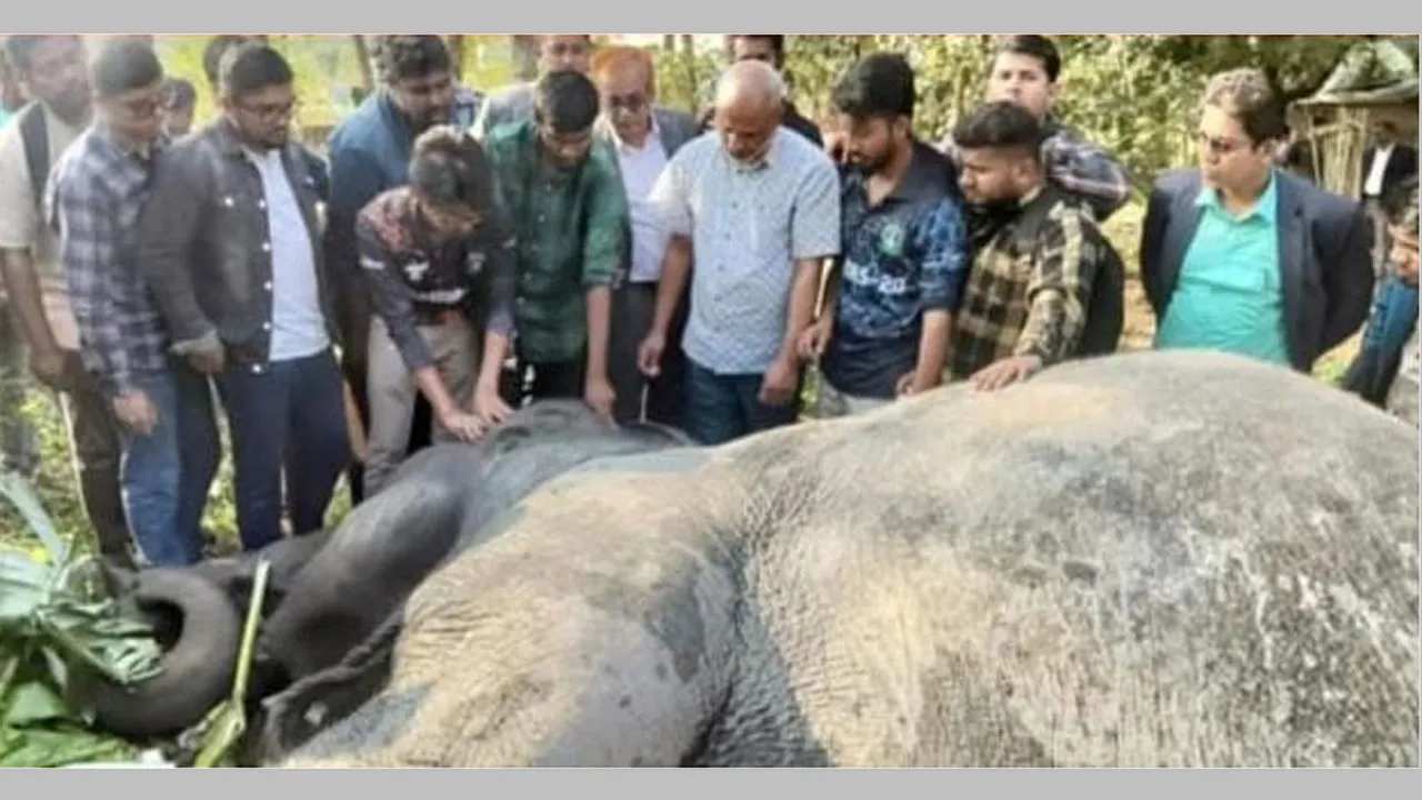 সিলেটে ট্রেনের ধাক্কায় খাদে পড়া হাতি ১৭ ঘণ্টা পর উদ্ধার
