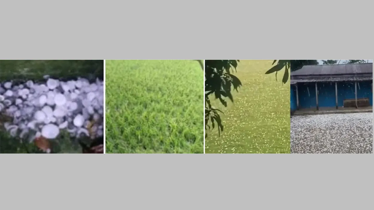 সিলেটে বোরো ফসল নিয়ে শঙ্কা, হাওরপাড়ের কৃষকদের কপালে দুশ্চিন্তার ভাঁজ