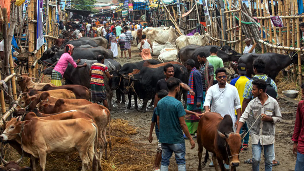 সিলেটে অবৈধ পশুর হাটের শঙ্কা কাটছে না