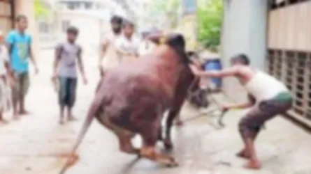 সিলেটের পাড়া-মহল্লায় ঈদুল আজহার দ্বিতীয় দিনেও কোরবানির ব্যস্ততা