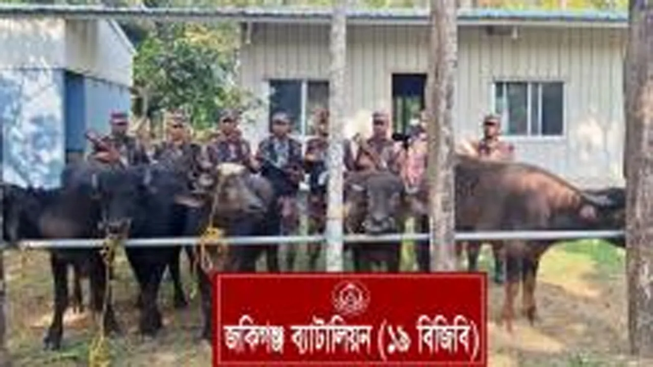 সিলেট সীমান্তে ভারতীয় গরুসহ ৩১ লাখ টাকার চোরাই মালামাল জব্দ
