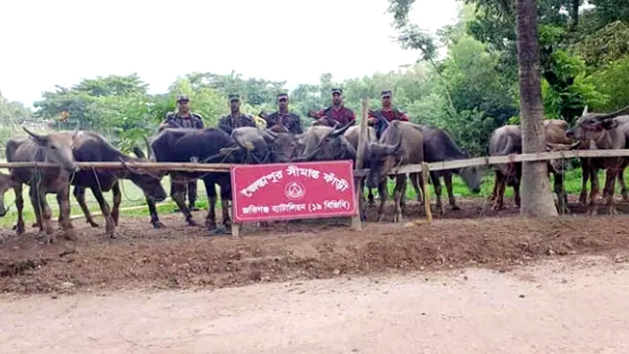 সিলেট সীমান্তে কোটি টাকার ভারতীয় মহিষ জব্দ