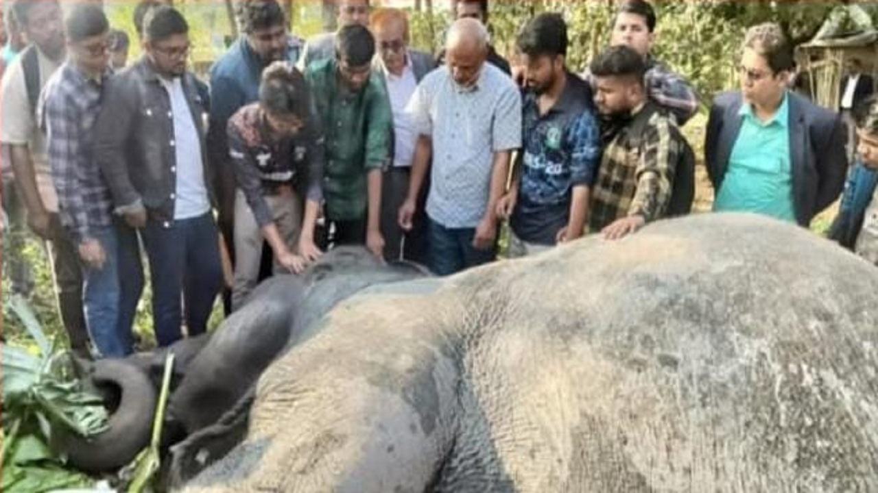 Sylhet Elephant