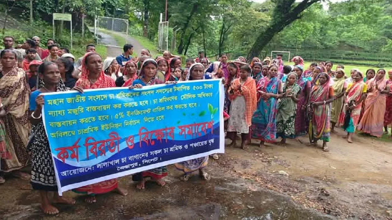 ৫০০ টাকা মজুরিসহ বিভিন্ন দাবিতে সিলেটে কর্মবিরতিতে ২৩ চা বাগানের শ্রমিকরা
