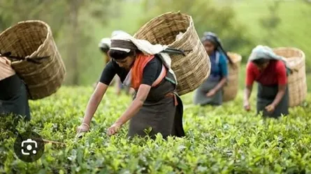 সঙ্কটাপন্ন চা শিল্পকে বাঁচাতে ২ হাজার ৫০ কোটি টাকার তহবিলের প্রস্তাব