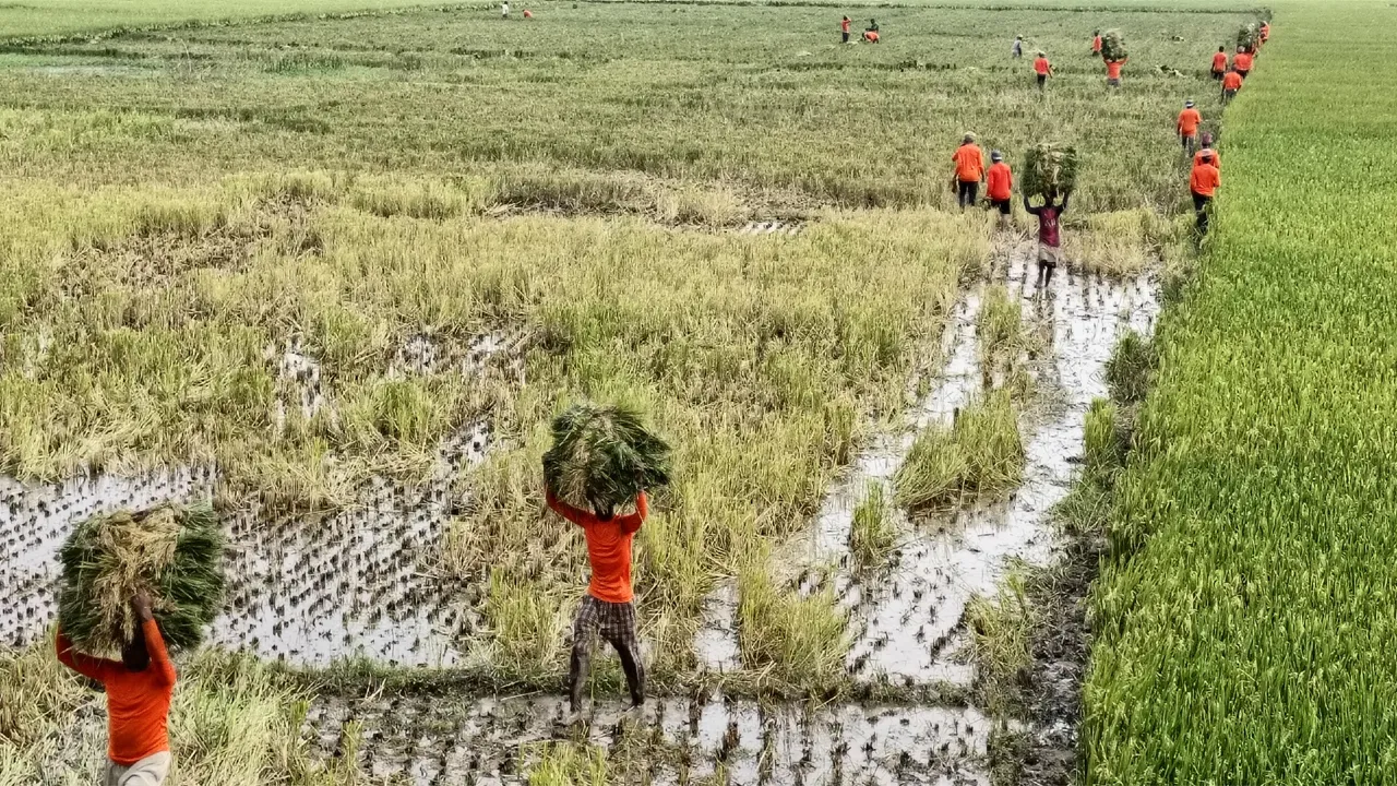 বজ্রপাত আতঙ্কে হাওরের কৃষক-শ্রমিক, ধান কাটায় বাড়ছে ঝুঁকি