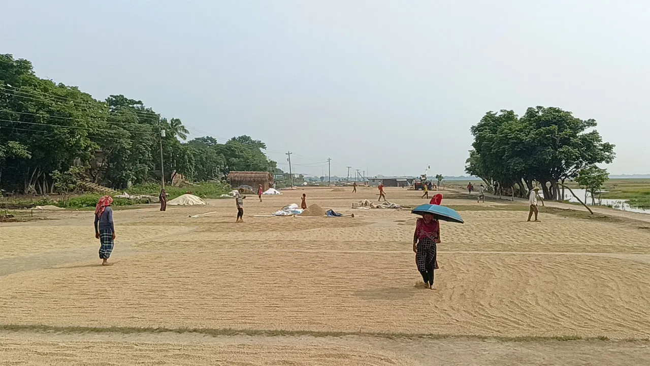 তাহিরপুরে ধানের বাম্পার ফলন