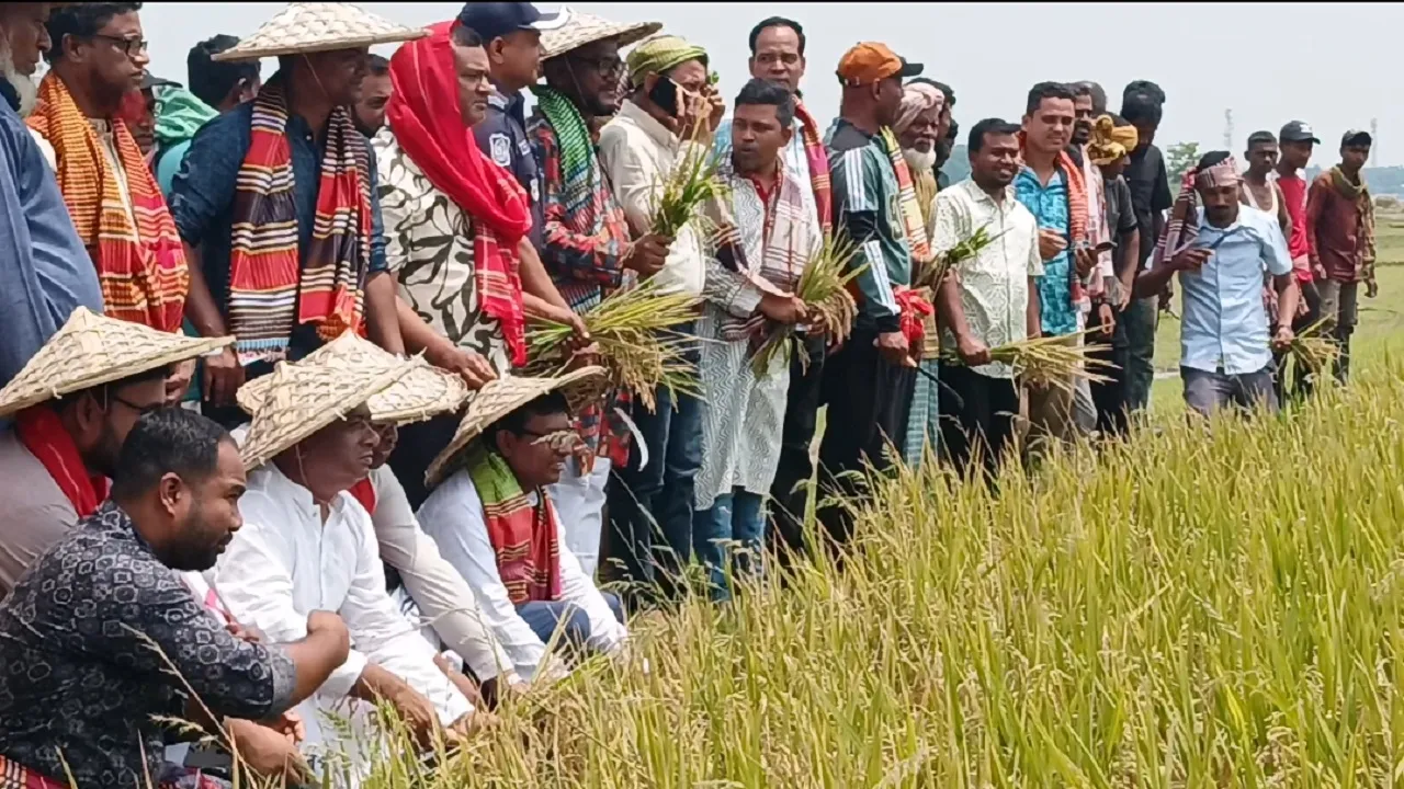 তাহিরপুরে উৎসব মুখর পরিবেশে ধান কাটা শুরু