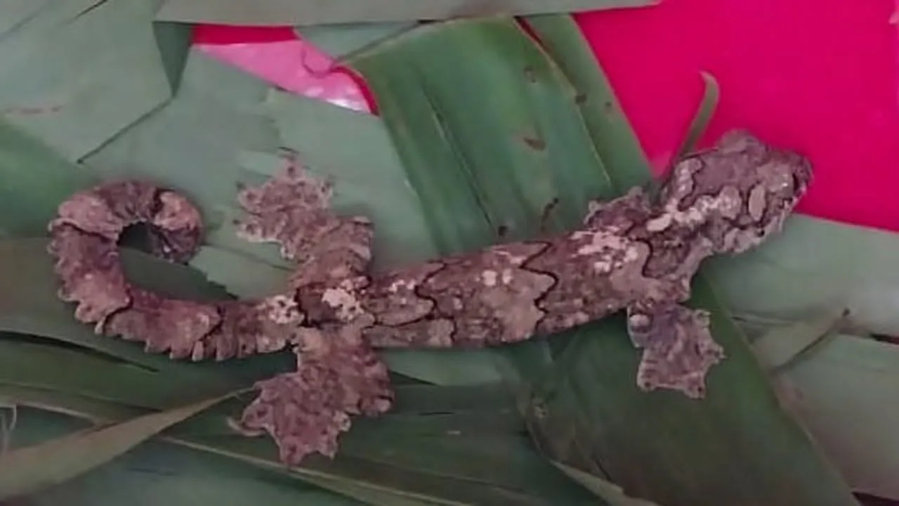 তক্ষক পাচারকালে আটক ৯