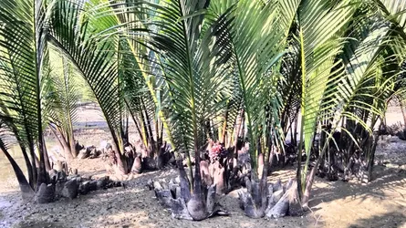 তালের শাঁসের বিকল্প হিসেবে জনপ্রিয় হয়ে উঠছে গোল ফল