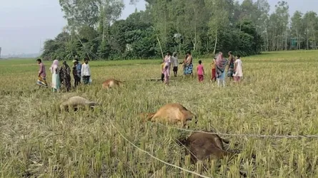 টাঙ্গাইলে বিদ্যুৎস্পৃষ্টে ৫ গরুর মৃত্যু, ক্ষতিপূরণ দাবি