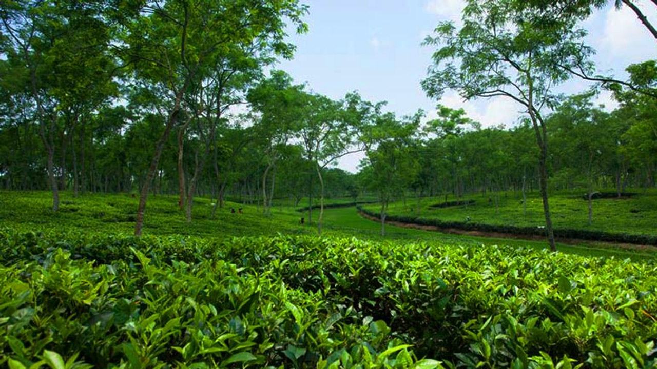 শ্রীমঙ্গলে ৪ দিন ধরে চা শ্রমিকদের কাজে যেতে বাধা