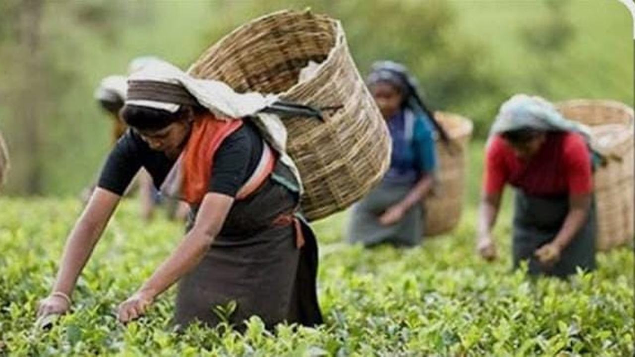 Tea-Worker