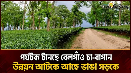 ৪ লাখ কেজি উৎপাদনের মাইলফলক ছুঁতে যাচ্ছে বেলগাঁও চা-বাগান