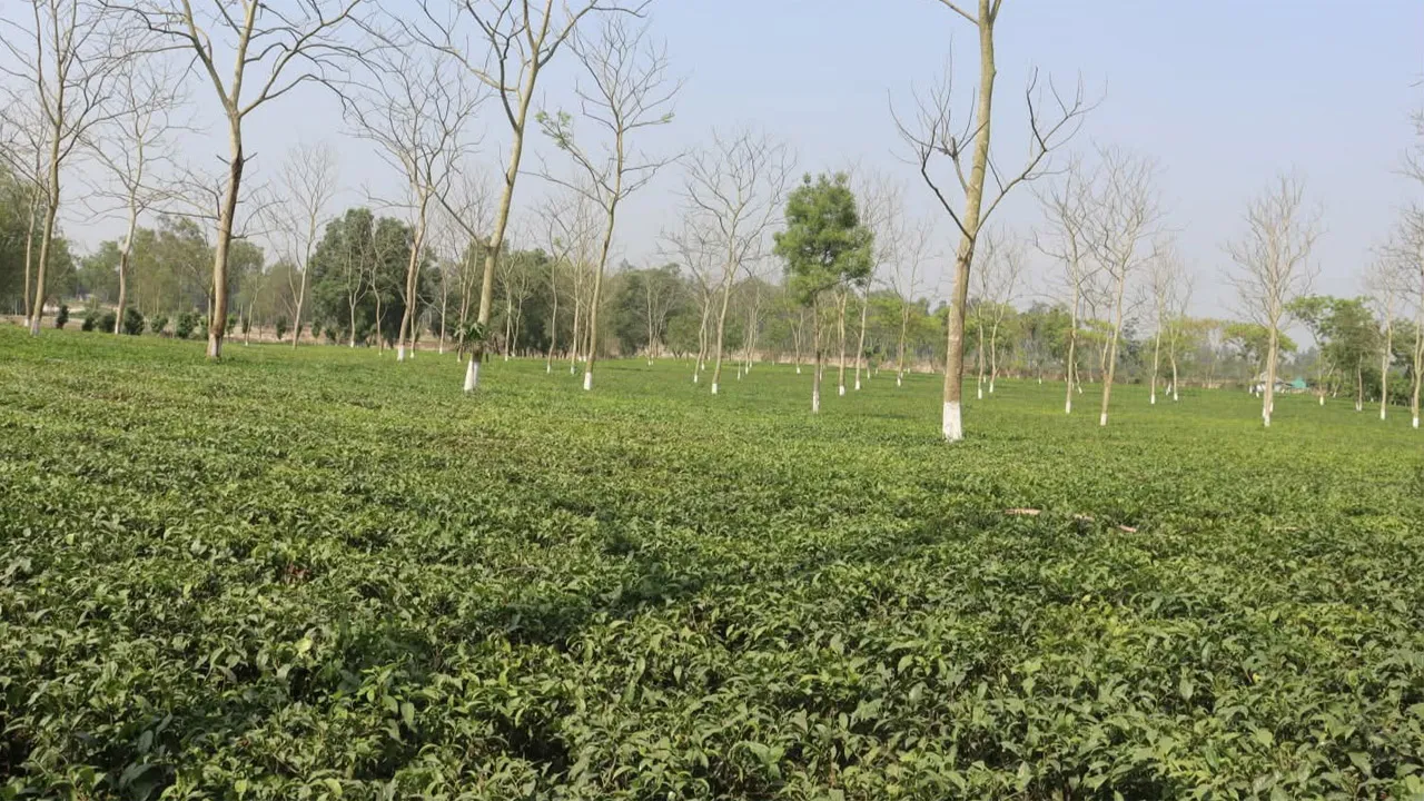 ২ মাস বন্ধ থাকবে উত্তরাঞ্চলের চা শিল্প