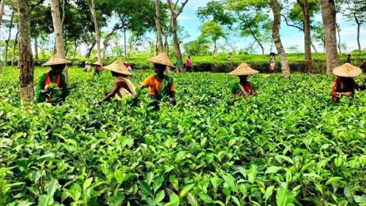 চা শিল্পের উন্নয়নে মনিটরিং ও পরামর্শক কমিটি গঠন