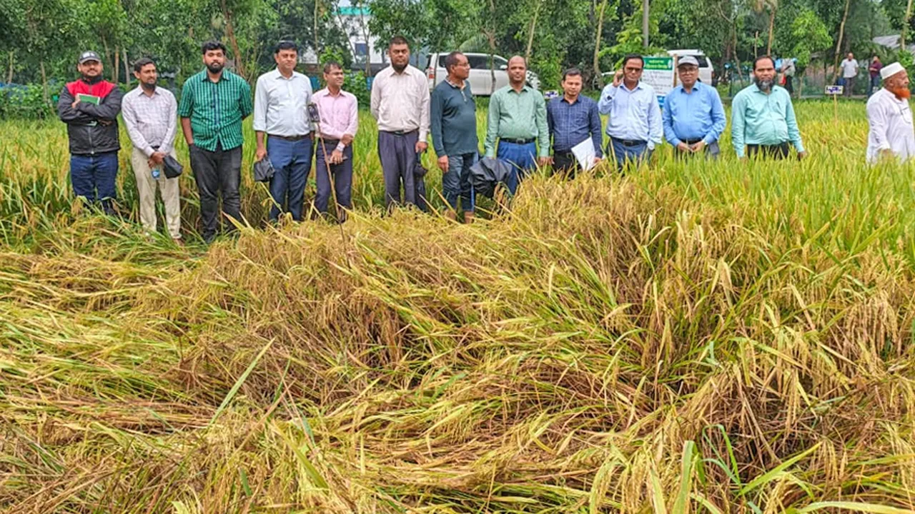 ফেনীতে দেশী-বিদেশী নতুন জাতের ধানের পরীক্ষা