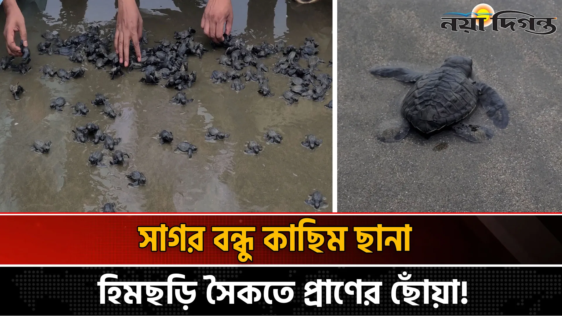 কক্সবাজারে অবমুক্ত হাজারো কাছিম ছানা, পরিবেশ রক্ষায় নতুন আশার আলো