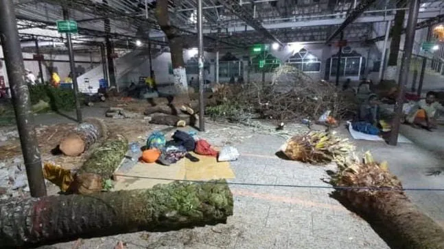 কেটে ফেলা হলো শাহজালাল রহ:-এর মাজারের শতবর্ষী খেজুরগাছ, তীব্র ক্ষোভ