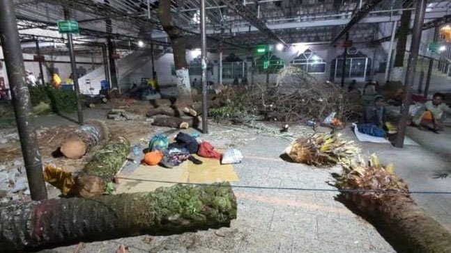 The-century-old-date-palm-tree-at-the-shrine-of-Shahjalal-(RA)-was-cut-down.