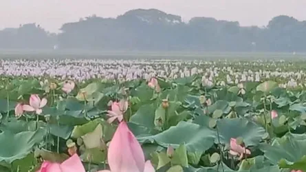 দাঁড়াইল বিলে পদ্মফুলের অপরূপ সাজ