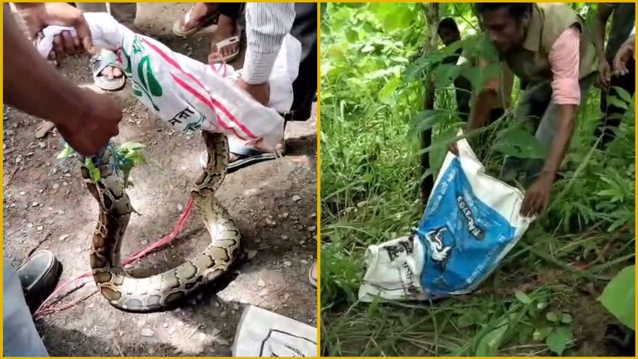 The python was released into the forest.