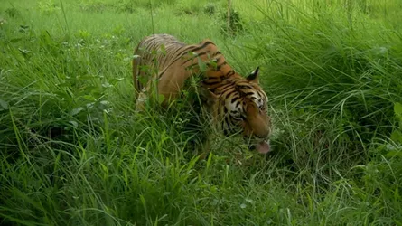 রয়েল বেঙ্গল টাইগারের মুখোমুখি!