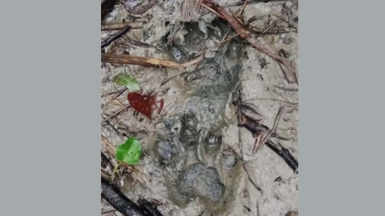 শরণখোলা রেঞ্জে সপ্তাহে দুইবার বাঘের হানা, বনরক্ষীদের ফাঁকা গুলি বর্ষণ