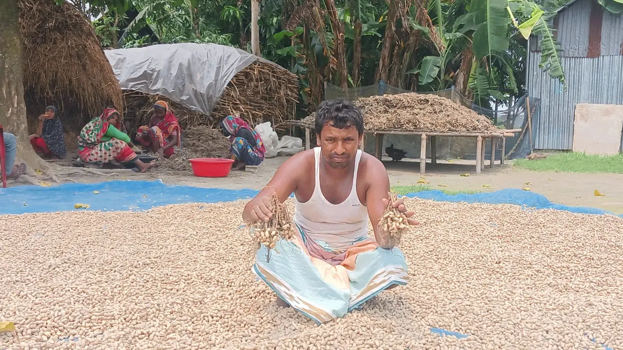 তিস্তা চরের ঘরে ঘরে বাদাম, বৃষ্টিতে বিপাকে নিচু এলাকার চাষিরা