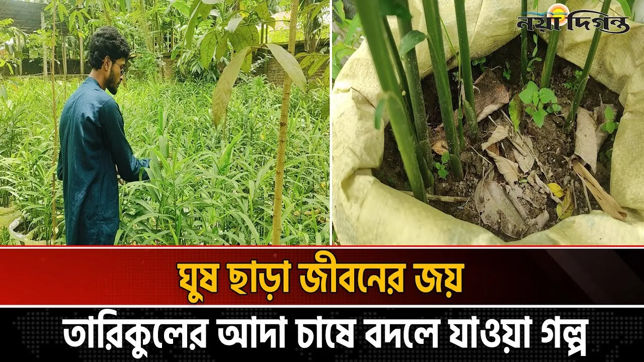 তারিকুলের আদা চাষে বদলে যাওয়া গল্প
