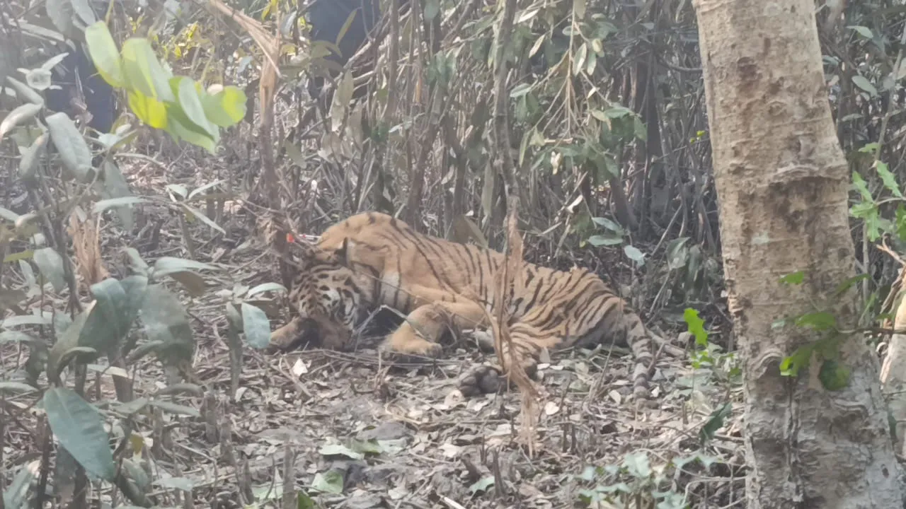 আটকে পড়া বাঘটি উদ্ধার, নেয়া হচ্ছে খুলনার রেসকিউ সেন্টারে
