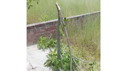 মাধবদীতে আবাসন প্রকল্পের গাছের চারা কর্তন